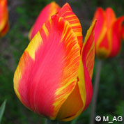 tulipe hative -flair